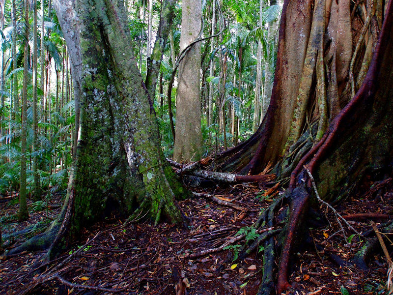 28a Geissmann Street Tamborine Mountain QLD 4272 - horseproperty.com.au