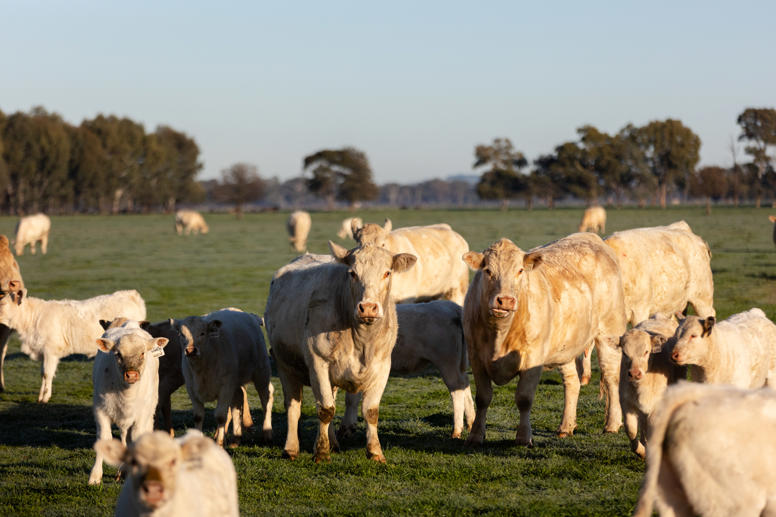 467 Rankins Lane Holbrook NSW 2644