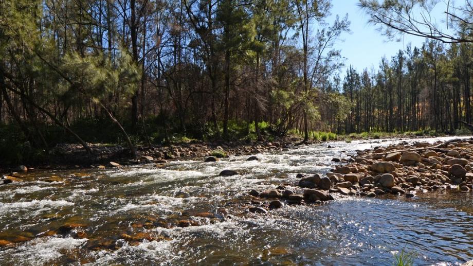 1994 Forbes River Rd Forbes River NSW 2446