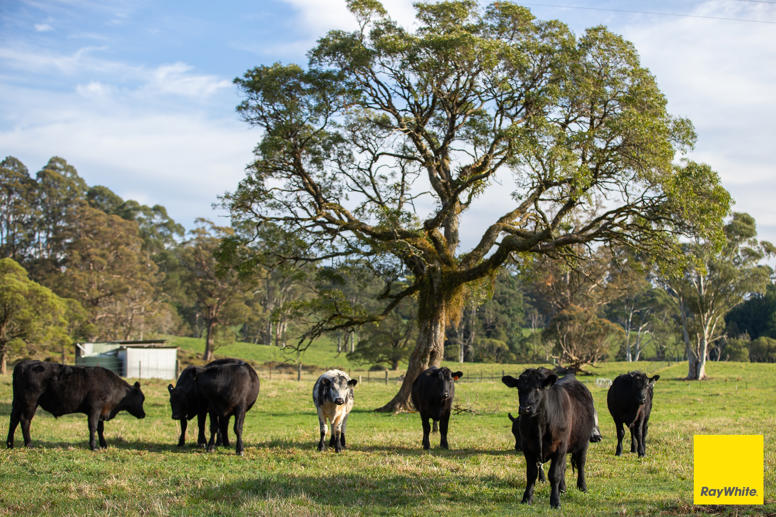 6060 Waterfall Way Dorrigo NSW 2453