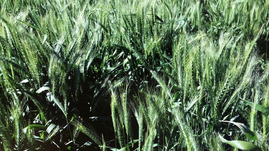 3013 Lachlan Valley Way &amp;apos;Mareetha&amp;apos; Forbes NSW 2871