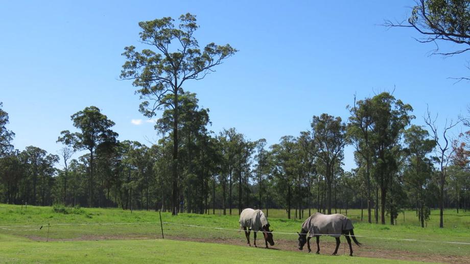 37 Raymonds Lane Frederickton NSW 2440