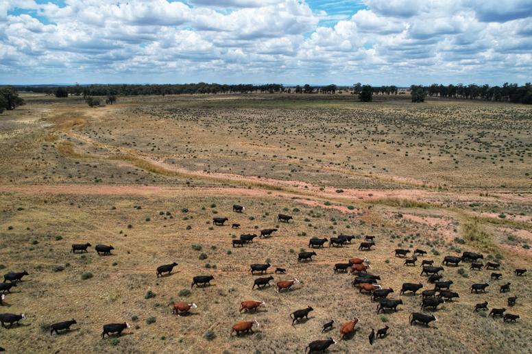 1 Adavale Lane Trundle NSW 2875