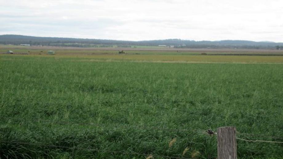 Logging Road Allora QLD 