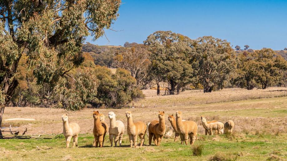 993 Gallymont Road Mandurama NSW 2792