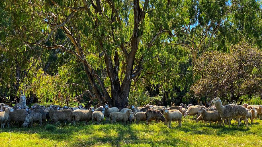 'Lenore' 4 Lachlan Valley Way Forbes NSW 2871