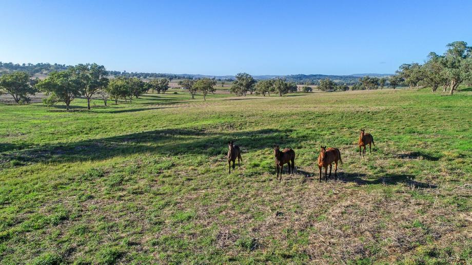 9091 Mitchell Highway Wellington NSW 2820