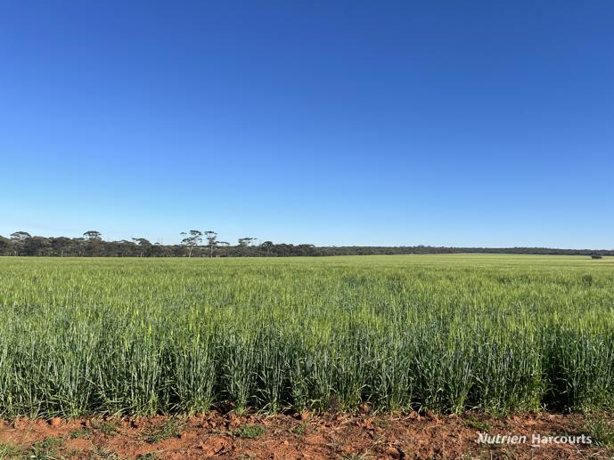 1650 Dulyalbin Road South Bodallin WA 6424