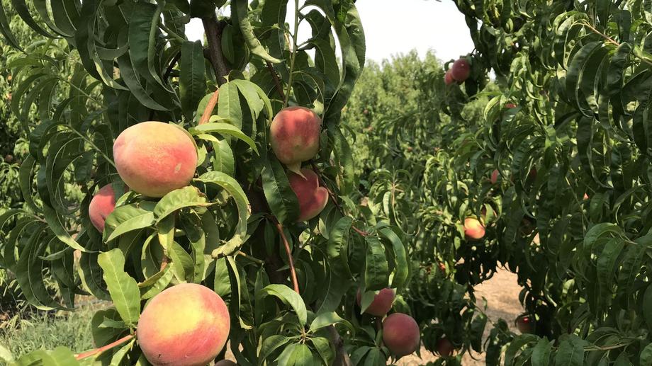 365 Cottons Road Cobram VIC 3644