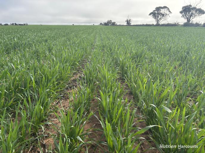 . 'Solitude Farm' Trayning WA 6488