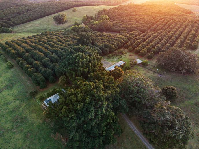 241 Alcorn Road Knockrow NSW 2479