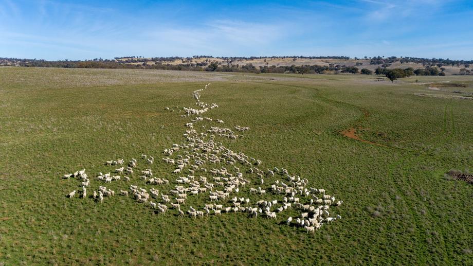 401 Catombal Road Cumnock NSW 2867