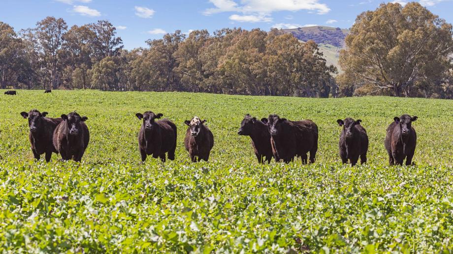 0 "Fernhill Flats" Hume Highway Gundagai NSW 2722