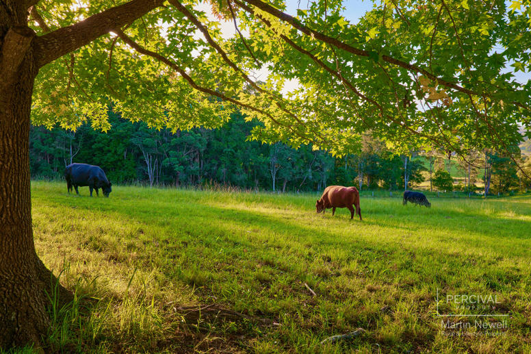 51 North Branch Road Upsalls Creek NSW 2439