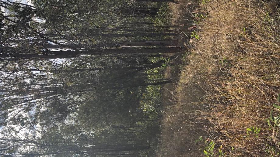 81 RANDWICK DRIVE Mundoolun QLD 4285