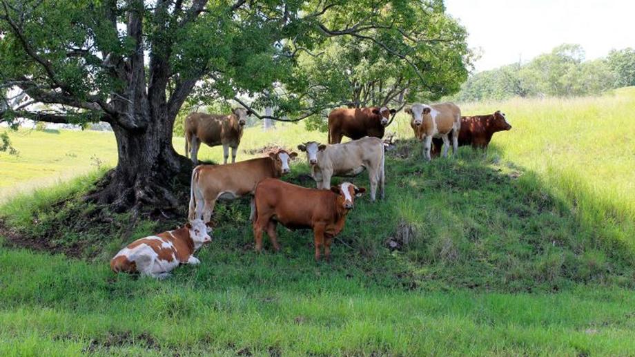 1586 Collins Creek Road Kyogle NSW 2474