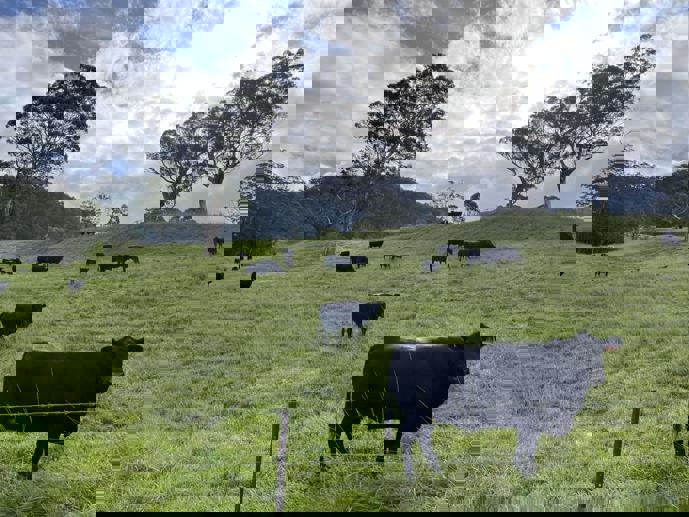 2319 Moss Vale Road Kangaroo Valley NSW 2577