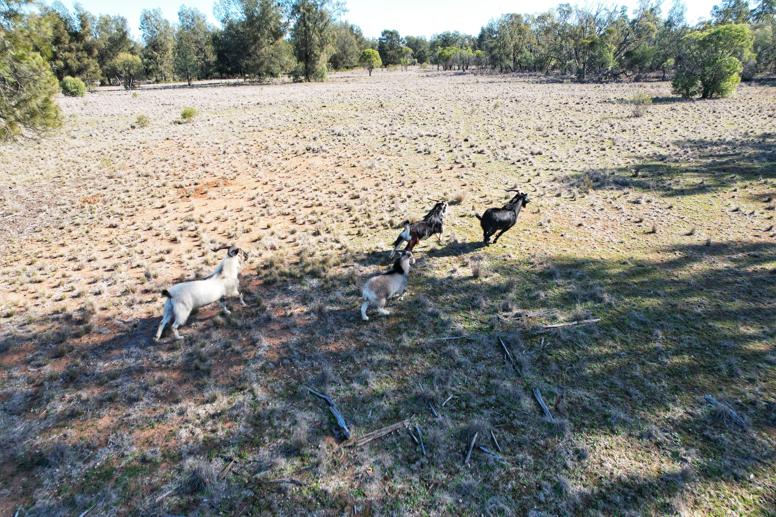 4546 The Bogan Way Tottenham NSW 2873