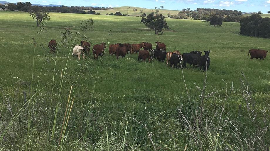 'The Willo Eurimbla Road Cumnock NSW 2867