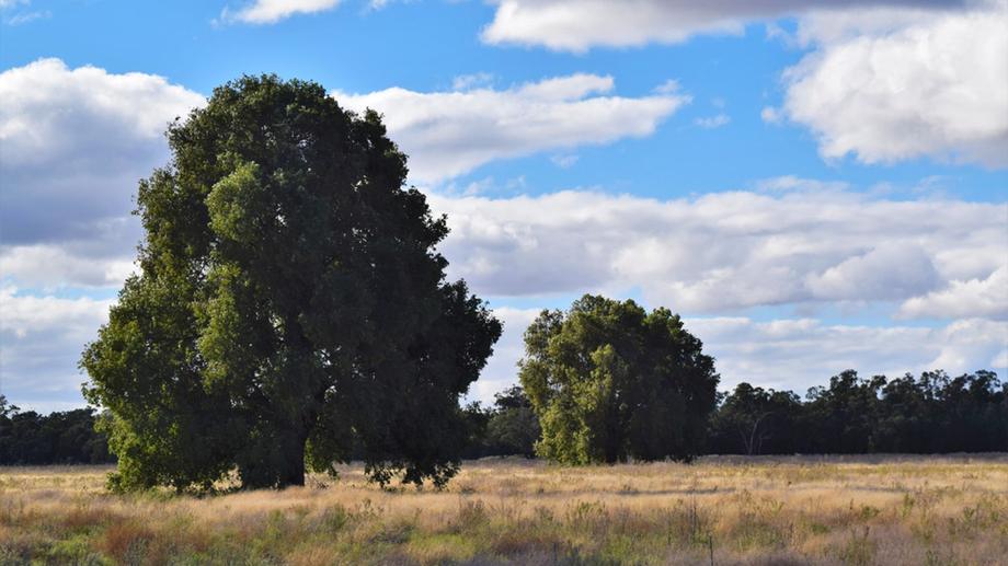 &amp;apos; Gillenbine Road Trundle NSW 2875