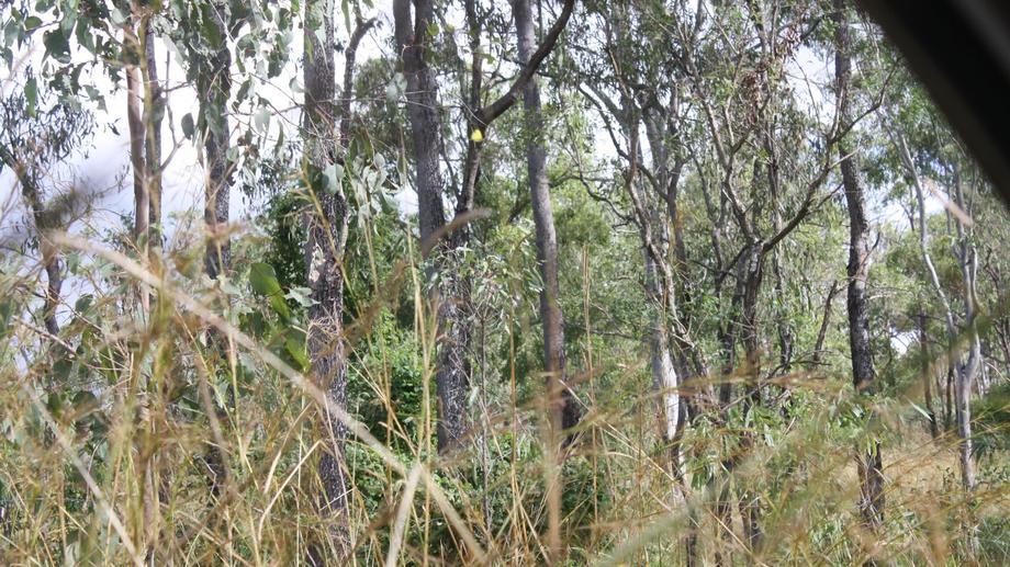 156 Delaneys rd Horse Camp QLD 4671