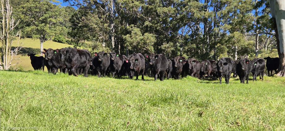 1431 Coramba Road Dorrigo NSW 2453