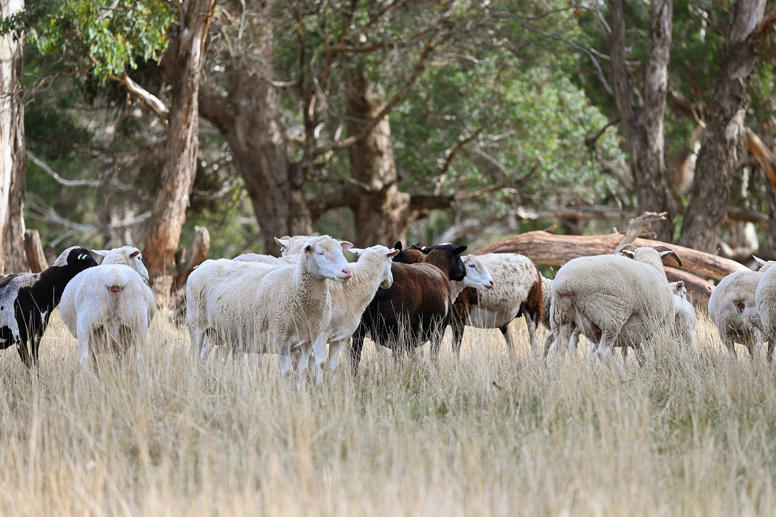 2585 Burraga Road Burraga NSW 2795