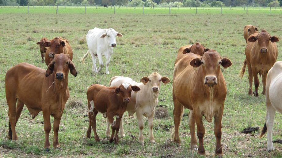 199 Yandina Bli Bli Road Maroochy River QLD 4561