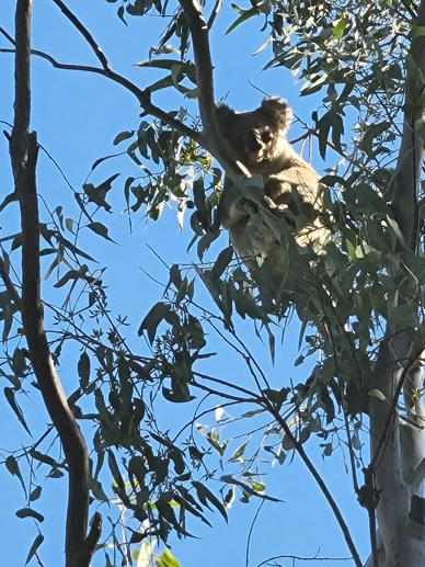 374 Wallaby Drive Millmerran QLD 4357