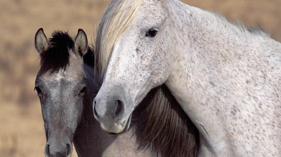 6 Lot 12 Ranch Court Kalbarri WA 6536