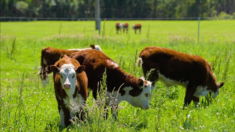 271 Lemon Tree Creek Road Termeil NSW 2539