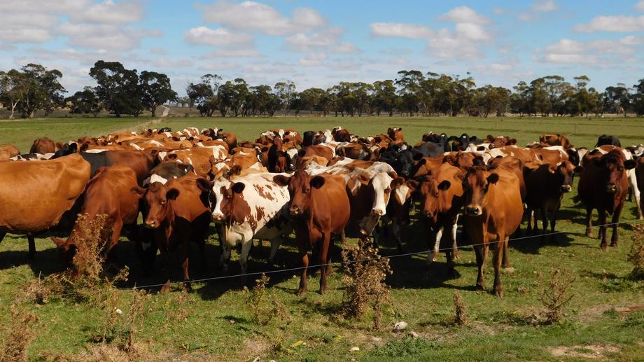 1878 Cannawigara Road Bordertown SA 5268