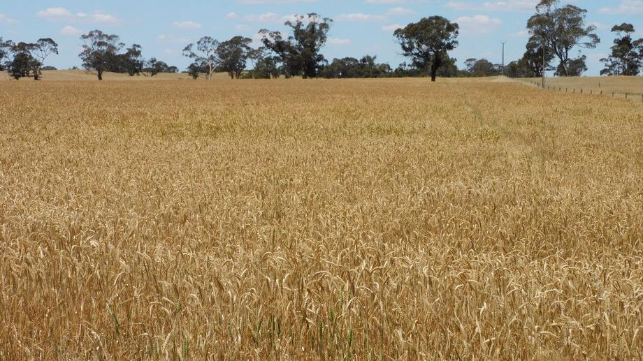 Lots  31 & Aerodrome Road Bordertown SA 5268