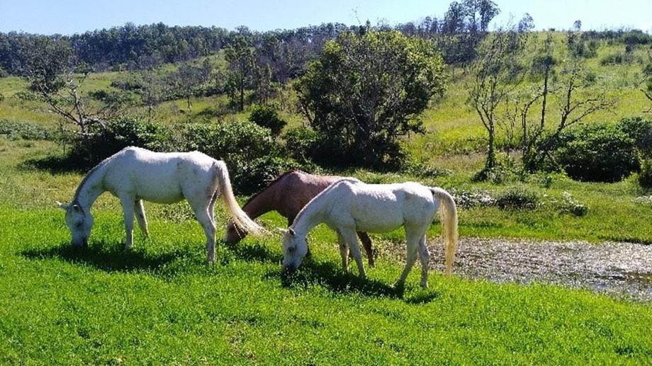 1085 Pappinbarra Road Pappinbarra NSW 2446