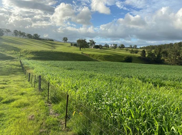 800 Toms Gully Rd Hickeys Creek NSW 2440