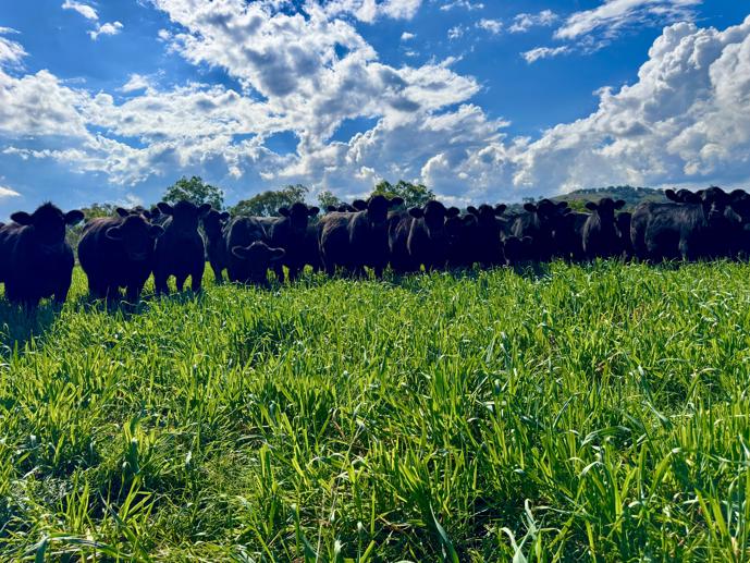 "Cedar Top Swinging Ridges Road Willow Tree NSW 2339