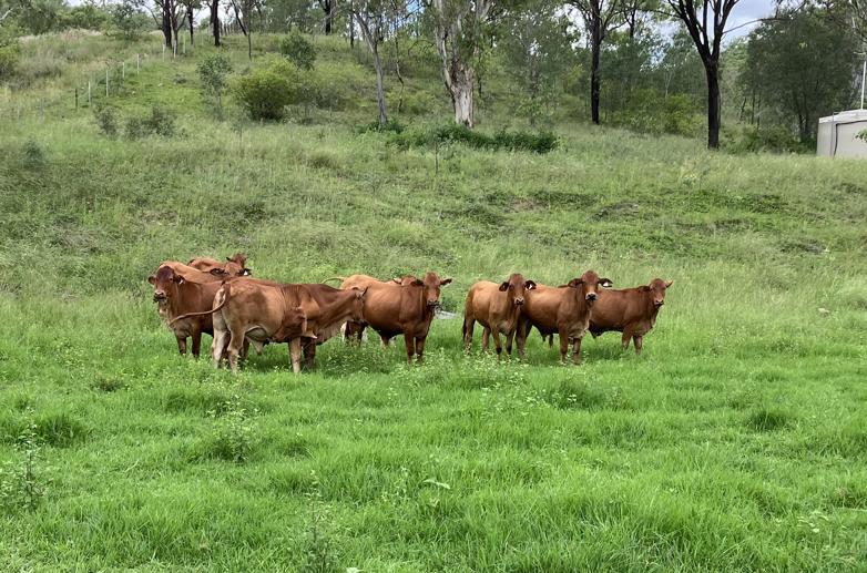 789 Coppin Rd Monto QLD 4630