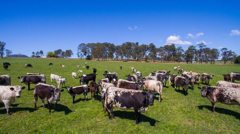 190 Bril Bril  Road Rollands Plains NSW 2441