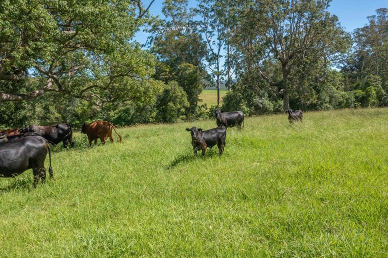 176 McMillans Road Ellenborough NSW 2446