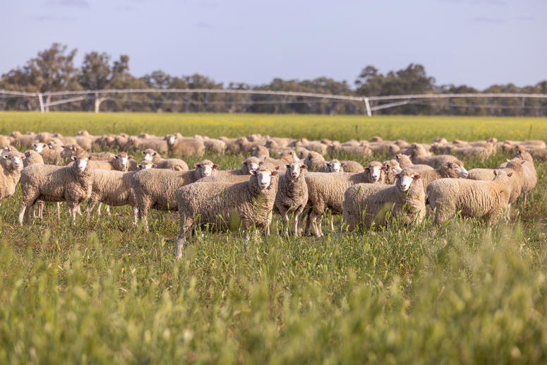 715 Danby's Road Frances SA 5262