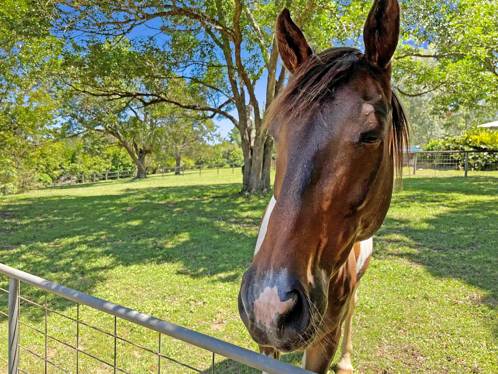 378 Chevallum Road Chevallum QLD 4555