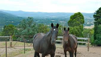 Horse Property for Sale - 260 Dee Road Millgrove VIC 