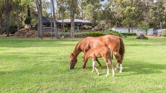 Horse Property for Sale - 118 Country Road Gidgegannup WA 