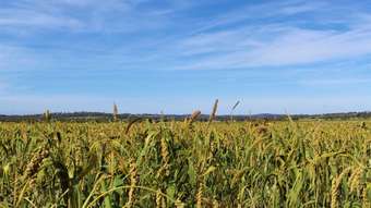 Horse Property for Sale - 1911 Kooroongarra Road Millmerran QLD 4357