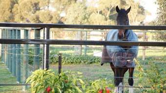 Horse Property for Sale - Shepparton VIC 