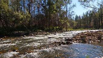 Horse Property for Sale - 1994 Forbes River Rd Forbes River NSW 2446