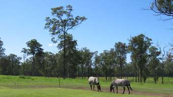 Horse Property for Sale - 37 Raymonds Lane Frederickton NSW 2440