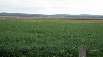 Horse Property for Sale - Logging Road Allora QLD 