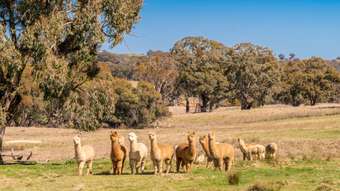 Horse Property for Sale - 993 Gallymont Road Mandurama NSW 2792