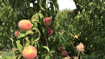 Horse Property for Sale - 365 Cottons Road Cobram VIC 3644